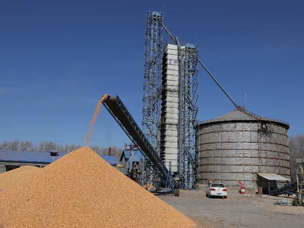 燒煤改燒秸稈大包直燃熱風爐，烘干成本省一半